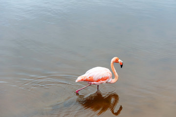 Pink flamingos on the lake, Galapagos Island, Isla Isabela. With selective focus.