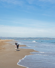 Border Collie Puppy Running on the sand of the beach