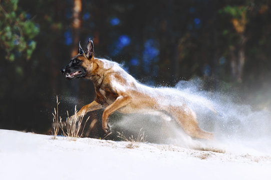 A large dog of breed Malinois runs in the sand, dispelling grains of sand