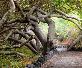 Twisted tree branches, Galapagos Island, Isla Isabela.