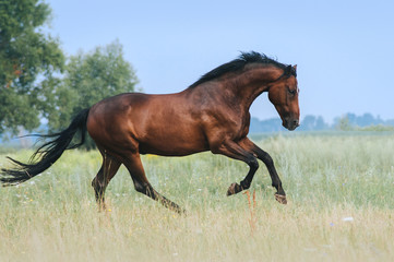 A beautiful bay horse jumps in a field against a blue sky. The exercise of a sports horse. Stallion...