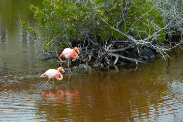 Two pink flamingos on the lake, Galapagos Island, Isla Isabela. With selective focus.