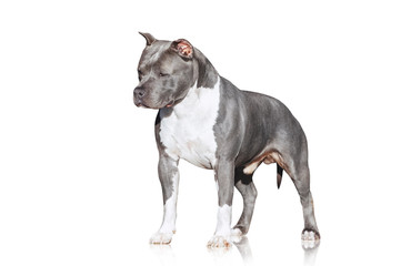 Gray muscular dog American Staffordshire Terrier breed isolated on white background