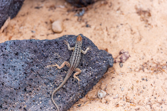 Marine iguanas on a sandy beach, Galapagos Island, Isla Isabela. Close-up.