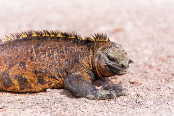Marine iguanas outdoors, Galapagos Island, Isla Isabela. With selective focus.