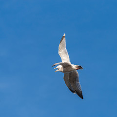 A Herring Gull (Larus argentatus) in second winter plumage and an adult in flight against a blue winter sky