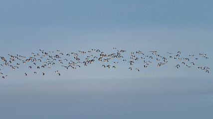 A flock of Northern lapwings (Vanellus vanellus) in flight against a winter sky.