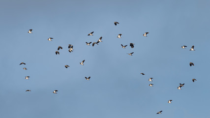 A flock of Northern lapwings (Vanellus vanellus) in flight against a winter sky.