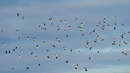 A flock of Northern lapwings (Vanellus vanellus) in flight against a winter sky.