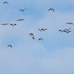 Fototapeta premium A flock of Northern lapwings (Vanellus vanellus) in flight against a winter sky.