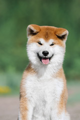 A red fluffy puppy of the Akita Inu breed sits on the ground. Lovely dog 