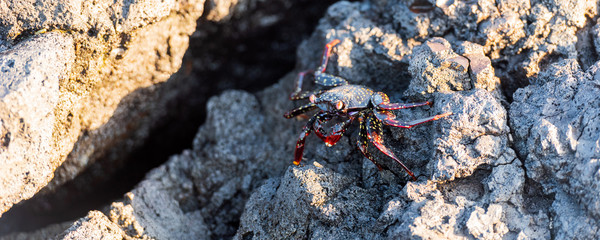 Red reef crabs on the stones, Galapagos Island , Isla Isabela. With selective focus