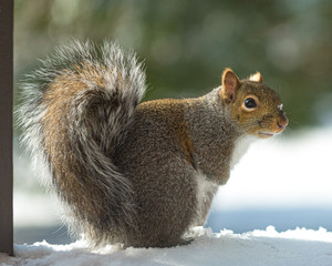 Snow Squirrel 