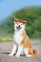 A red fluffy puppy of the Akita Inu breed sits on the ground. Lovely dog 