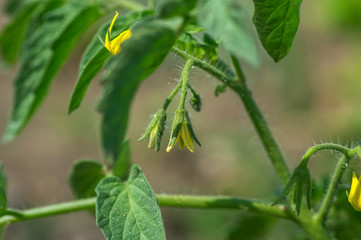 Fresh tomato plant in organic farm