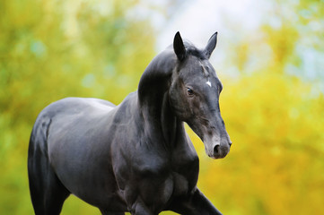 Fototapeta premium Portrait of a large black horse in motion against the background of autumn yellow foliage.