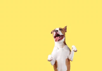 Gordijnen A happy big dog on a bright yellow background © Tetiana Yurkovska