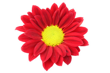 Red chrysanthemum flowers isolated on white background.