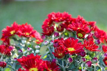 close up of bright red chrysanthemum flowers with green nature background.