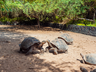 Turtles at the zoo, Galapagos Island, Isla Isabela.
