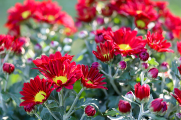 Close up of bright red chrysanthemum flowers in the garden.