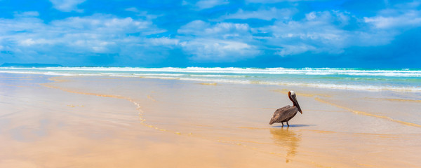 Pelican on the sandy beach, Galapagos Island, Isla Isabela.