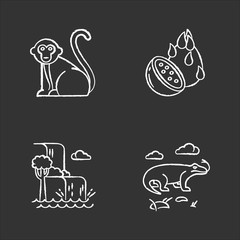 Indonesia chalk icons set. Tropical country animals. Trip to Indonesian islands. Explore exotic wildlife. Unique fruits and plants. Nature wonders, waterfalls. Isolated vector chalkboard illustrations