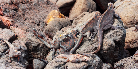 Marine iguanas on the stones, Galapagos Island, Isla Isabela. With selective focus.