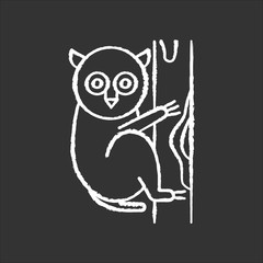 Tarsier chalk icon. Tropical country animals, mammals. Exploring exotic Indonesian islands wildlife. Primate on tree. Visiting Balinese forest fauna. Isolated vector chalkboard illustration