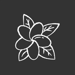 Plumeria chalk icon. Exotic region flowers. Flora of Indonesian islands. Small tropical plants. Blossom of frangipani with leaves. Nature of Bali. Isolated vector chalkboard illustration