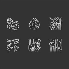 Rainforest plants chalk icons set. Evergreen forest vines. Swiss cheese plant. Trip to Indonesian jungle. Discovering Bali nature. Exploring tropical flora. Isolated vector chalkboard illustrations