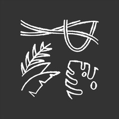 Rainforest plants chalk icon. Evergreen forest vines. Swiss cheese plant. Trip to Indonesian jungle. Discovering Bali nature. Exploring tropical flora. Isolated vector chalkboard illustration