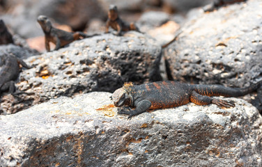 Marine iguanas on the stones, Galapagos Island, Santa Cruz Island- Port Ayora. With selective focus.