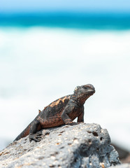 Marine iguana sits on a stone, Galapagos Island , Santa Cruz Island- Port Ayora. With selective focus.