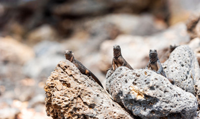 Marine iguanas on the stones, Galapagos Island, Santa Cruz Island- Port Ayora. With selective focus.