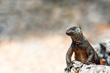 Marine iguana sits on a stone, Galapagos Island, Santa Cruz Island- Port Ayora. With selective focus.