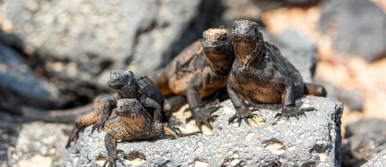 Marine iguanas on the stones, Galapagos Island, Santa Cruz Island- Port Ayora. With selective focus.