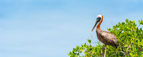 Pelican is sitting on a tree, Galapagos Island, Santa Cruz Island- Port Ayora. Copy space for text.