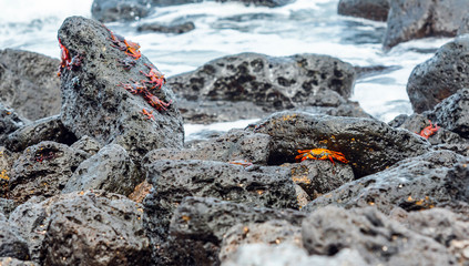Red reef crabs on the stones, Galapagos Island, Santa Cruz Island- Port Ayora. With selective focus.