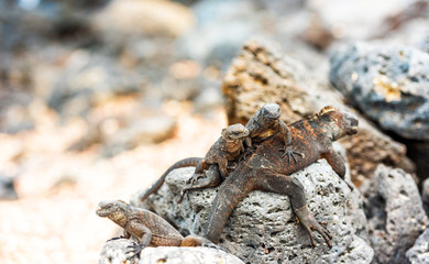 Marine iguanas on the stones, Galapagos Island, Santa Cruz Island- Port Ayora. With selective focus.