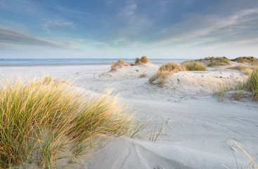 sand dunes at North sea beach - Powered by Adobe