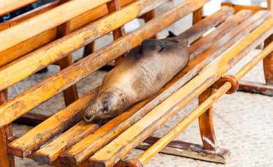 Sea lion lies on a bench, Galapagos Island, Santa Cruz Island- Port Ayora. With selective focus.