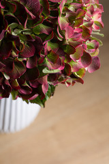 Hydrangea hortensia flower bouquet in bloom close up still on a white flower pot