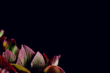 Hydrangea with red petals in bloom macro still on a dark black background