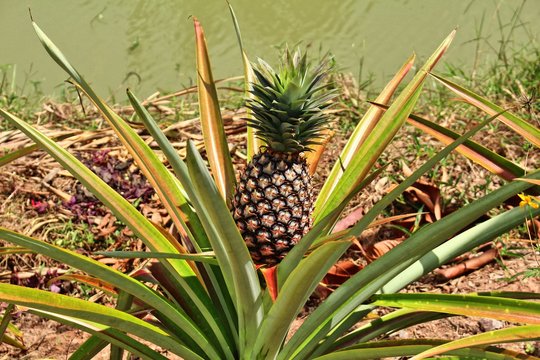 Fresh pineapple plant
