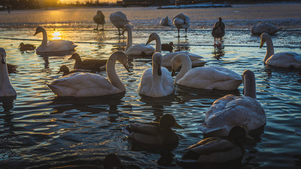 flock of ducks swimming in pond © Wojciech Zieliński 