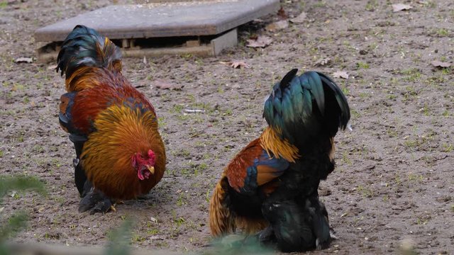 Close up of rooster cock fight almost started.