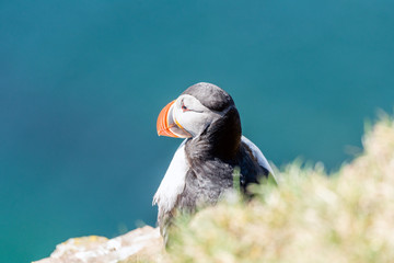 Atlantic puffin/Alca arctica closeup wildlife bird portrait in the steep cliffs of Latrabjarg in the  westfjords of the Icelandic wilderness. Animal, birds and photography concept.