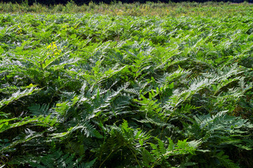 Close-up of green fern thickets in the forest.