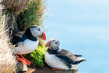 Atlantic puffin/Alca arctica closeup wildlife bird portrait in the steep cliffs of Latrabjarg in...